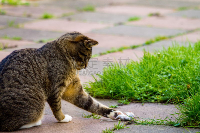进行中,猫,捕猎行为,布里斯托大学,可爱的,动物主题,平视角,野生动物,好奇心,哺乳纲