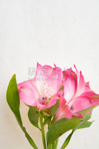 六出花,白色背景,粉色,可爱的,贺卡,壁纸,植物,背景,消息,日本