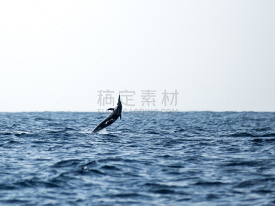 海豚,拉丁美洲,野生动物,公开水域游泳,图像,海洋,墨西哥,太平洋,野外动物,海豚鱼