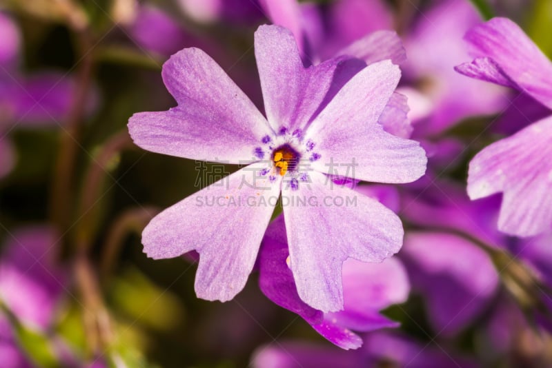 水香花菜,石竹类属植物,石竹科,公园,水平画幅,无人,户外,特写,植物,大特写