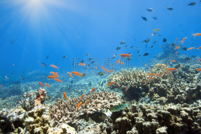 水下,西里伯斯海,诗巴丹岛,水,水平画幅,无人,indopacific ocean,蓝色,海鱼,海洋