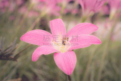 百合花,百合树木,自然,褐色,水平画幅,无人,色彩鲜艳,散焦,夏天,自然美