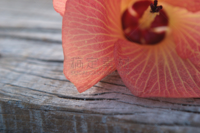 巴阿环礁,马尔代夫,木槿属,木制,海岸线,植物,水平画幅,静物,无人,热带的花