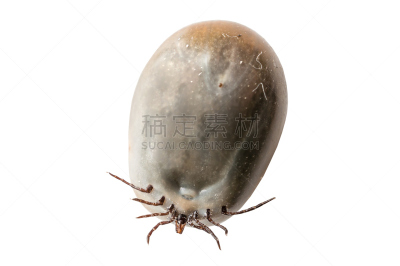 蜱,塞满了的,白色背景,水平画幅,吸血动物,螨,特写,白色,猫