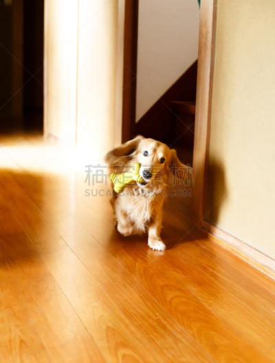 腊肠犬,长发,硬木地板,纯种犬,玩具,肖像,地板,狗,动物,犬科的