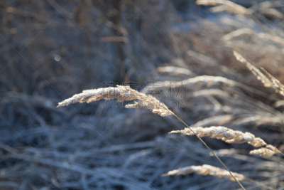 特写,黄花茅,雪,在下面,草地,水平画幅,无人,冰,霜,草