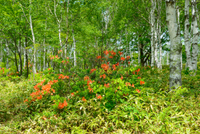 长野县,日本,杜鹃花,yachiho,森林,白桦,苏格兰高地,度假胜地,水平画幅,枝繁叶茂