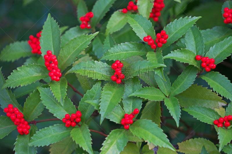 牧野,神奈川县,红色,植物,水平画幅,秋天,无人,日本,摄影