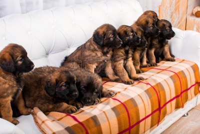 leonberger,小狗,白色,沙发,正面视角,机敏,褐色,水平画幅,注视镜头,夏天