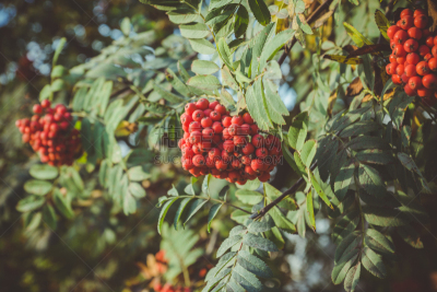 熟的,花楸浆果,红色,动物手,选择对焦,水平画幅,无人,夏天,特写,俄罗斯