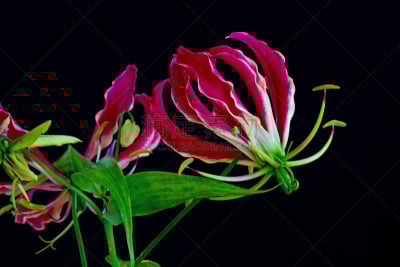 红色,黑色背景,可爱的,贺卡,橙色,橙子,壁纸,火红色百合,色彩鲜艳,植物