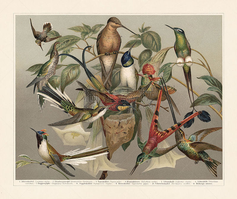Hummingbirds (Trochilinae), chromolithograph, published in 1897
