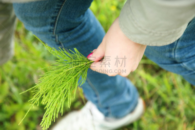 马尾,草药,花束,田地,巨大的,石炭层,维管束,孢子,水平画幅,夏天