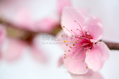 油桃,大特写,天空,美,水平画幅,油桃树,桃,杏,特写,明亮