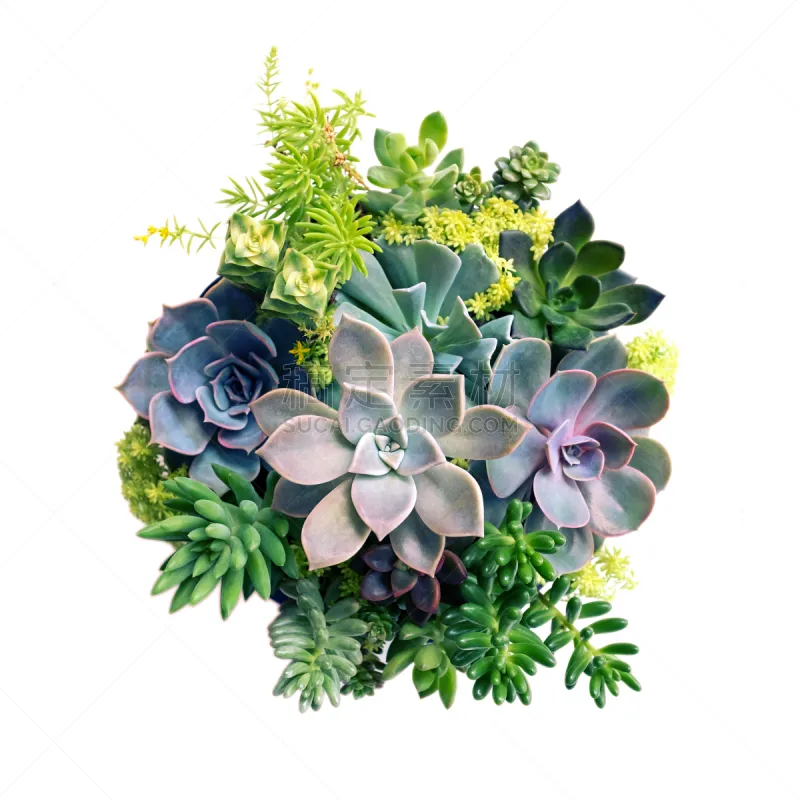 肉质植物 景天科拟石莲花属植物 白色背景 分离着色 花盆 植物学 环境保护 叶子 绿色 背景分离图片素材下载 稿定素材 肉质植物 景天科拟石莲花属植物 白色背景 分离着色 花盆 植物学 环境保护 叶子 绿色 背景分离图片素材下载 稿定素材