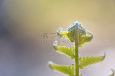 清新,叶子,自然,蕨类,接力赛,绿色背景,公园,水平画幅,无人,热带雨林