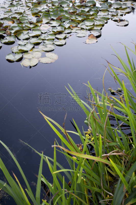 睡莲,垂直画幅,水,水洞湖,纯净,夏天,沼泽,异国情调,仅一朵花,彩色图片