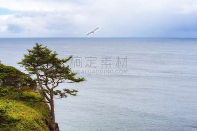 留白,一只动物,悬崖,雅吉纳主灯塔,罗德新港,俄勒冈州,水,禅宗,俄勒冈郡,树