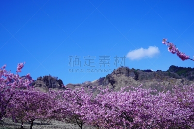樱桃树,山脉,公园,摄像机拍摄角度,当地著名景点,彩色背景,景观设计,云,枝繁叶茂