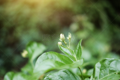 自然,茉莉,阿拉伯风格,日光,菜园,清新,自然界的状态,热带气候,环境,泰国
