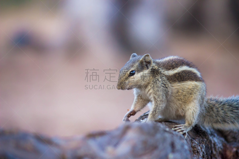 松鼠,自然,野生动物,水平画幅,可爱的,草原土拨鼠,鼯鼠,旱獭,印度,花栗鼠