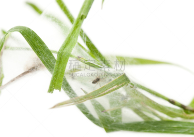 蜘蛛,白色背景,蜘蛛网,前面,动物的巢,植物苗圃,动物主题,怪异,背景分离,法国