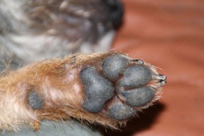 博德猎狐犬,趾甲,防护品,爪子,特写,正下方视角,动物毛,晒黑,水平画幅,无人