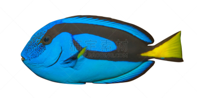 blue tang fish,白色背景,宏伟,分离着色,粉蓝颊纹鼻鱼,indopacific ocean,水平画幅,无人,蓝色,全景