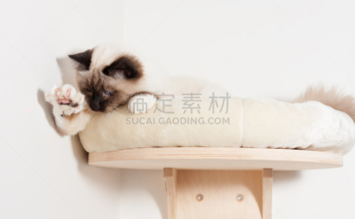 猫,缅甸猫,架子,海豹猫,灵性,爪子,纯净,动物身体部位,家具,居住区