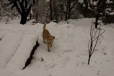 自然,狗,雪,印度次大陆人,进行中,户外,冬天,白色,红色,褐色