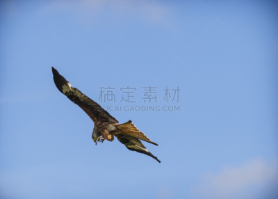 赤鸢,在活动中,南威尔士,食肉鸟,水平画幅,优美,鸟类,巨大的,威尔士,动物身体部位