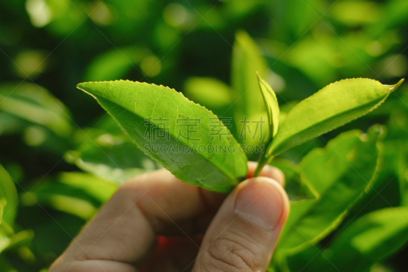 青年人,茶树,伊兰,日本茶道公园,干酪制造,水平画幅,户外,奶酪,马来西亚,泰国