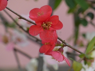 皱皮木瓜,自然,季节,图像,美,花瓣,春天,花头,无人,植物