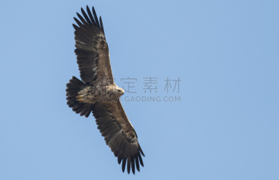 小乌雕,金雕,动物迁徙,翅膀,自然,食肉鸟,水平画幅,鸟类,动物身体部位,捕食