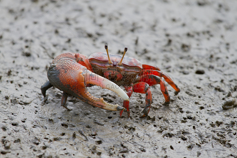 fiddler crab,螃蟹,水平画幅,动物身体部位,眼柄,湿地,泥,摄影,步行