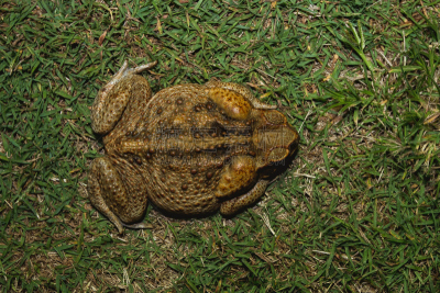 cane toad,草,雌性动物,自然,水平画幅,无人,环境,外来物种,澳大利亚,两栖纲