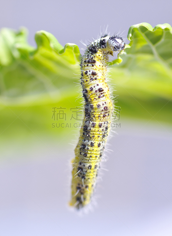 毛虫,自然,垂直画幅,野生动物,大白蝴蝶,无人,鳞翅类,昆虫,cabbage worm