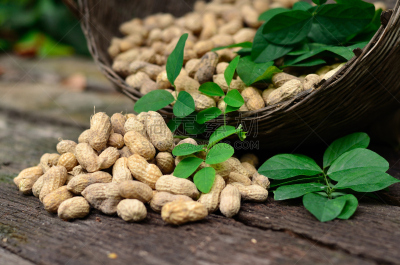 ็Haevesting of peanuts