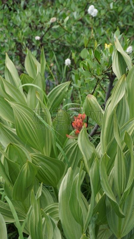 野花,叶子,自然,垂直画幅,美国,无人,户外,野生植物,犹他,红色