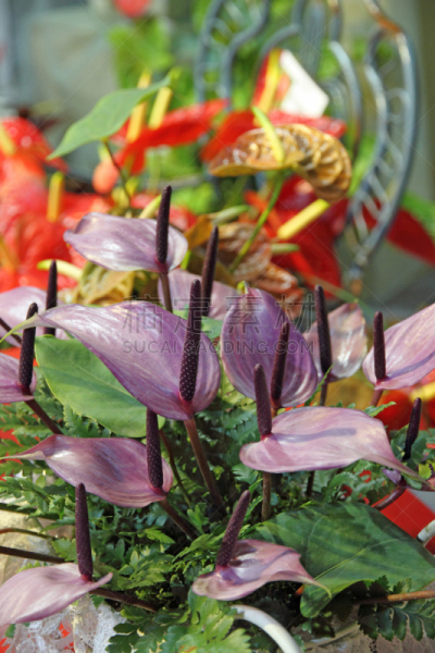 园林,肉穗花序,自然美,火烈鸟百合,垂直画幅,热带鸟,无人,园艺,户外,特写