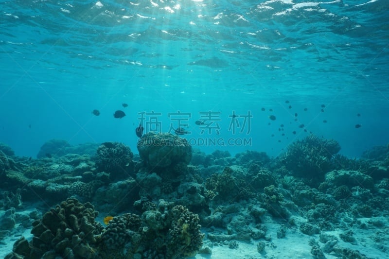 礁石,水下,自然,浅的,海洋,太平洋岛屿,海洋生命,热带气候,野生动物,水面