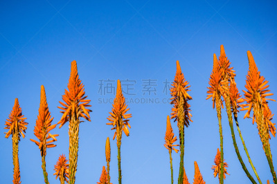 芦荟,天空,蓝色,背景,景观设计,环境,色彩鲜艳,海岸线,想法,植物