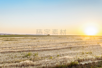 田地,农业,地形,黄昏,日光,裸麦,暗色,单子叶植物,伞形目,水平画幅