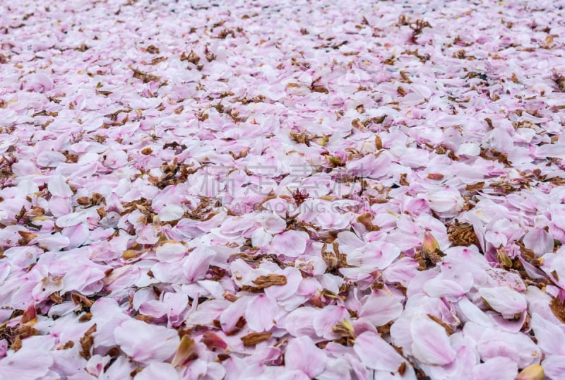 粉色,花朵,席子,厚的,腰部以下,白色,自然,季节,浪漫,环境