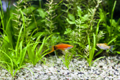 剑尾鱼,鱼缸,丝鳍拟花鮨,背鳍,在底端,骄纵宠物,尾鳍,自然,水,水平画幅