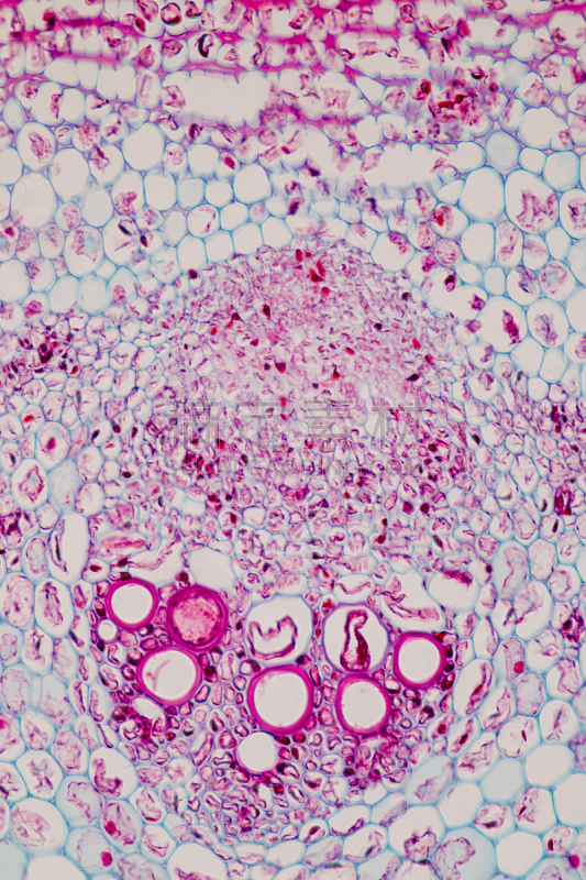 显微镜,在下面,横截面,教室,植物茎,垂直画幅,留白,木质部,微生物学,科学