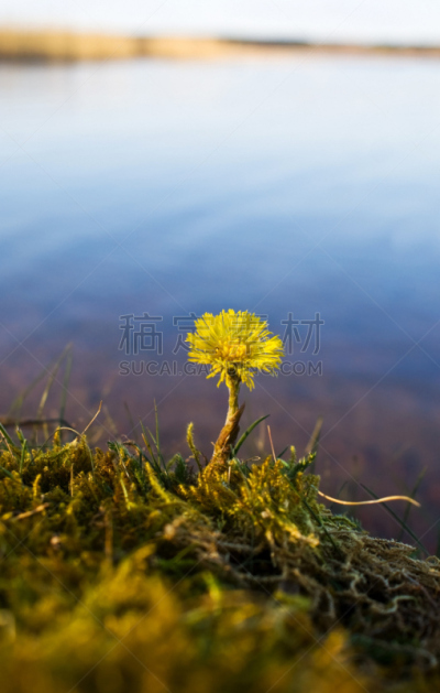 加莱克斯草,垂直画幅,正面视角,水,无人,户外,湖,草,特写,仅一朵花