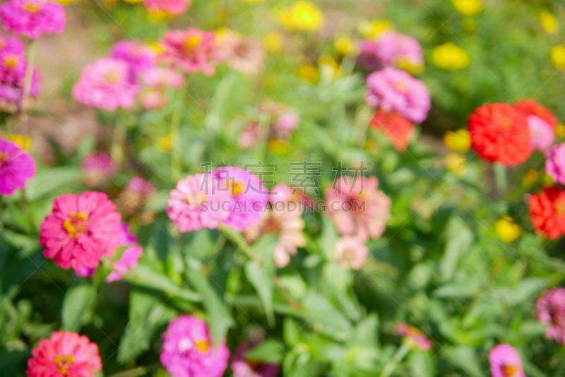 鱼尾菊,运动模糊,背景,背景虚化,花坛,接力赛,美,水平画幅,无人,夏天