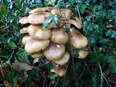 蘑菇,硫磺,穗,褐色,鳞伞菇,水平画幅,绿色,小的,酸味,有毒生物体