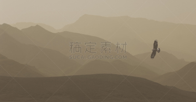 金雕,阿拉斯加,野生动物,图像,脊椎动物,一只动物,野外动物,动物,鸟类